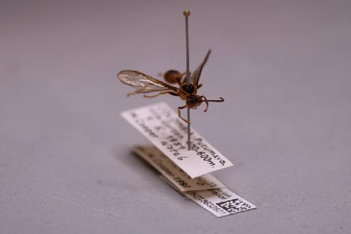 Mischocyttarus chanchamayoensis Richards, 1978 - 013632801_additional_4