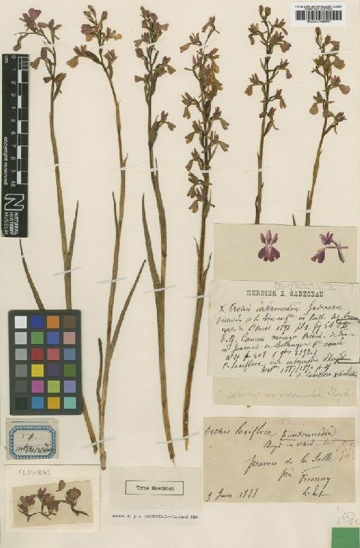 Orchis laxiflora subsp. palustris (Jacq.) Bonnier & Layens - BM001066570