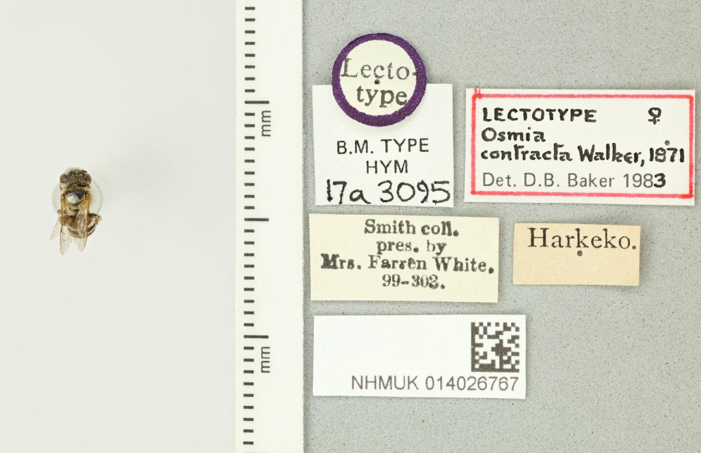 Hoplitis contracta