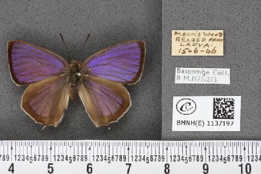 Neozephyrus quercus (Linnaeus, 1758) - BMNHE_1137197_94601