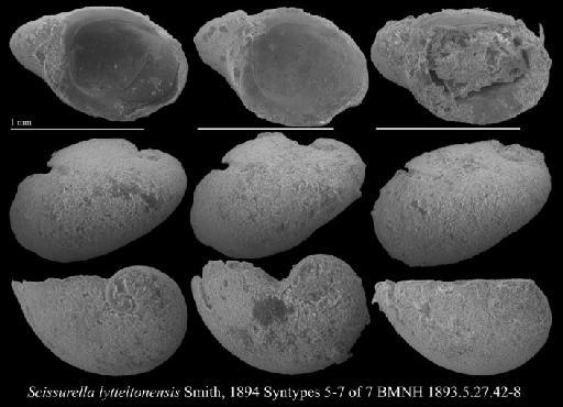 Scissurella lytteltonensis Smith, 1894 - 1893.5.27.46-48_paralectotypes