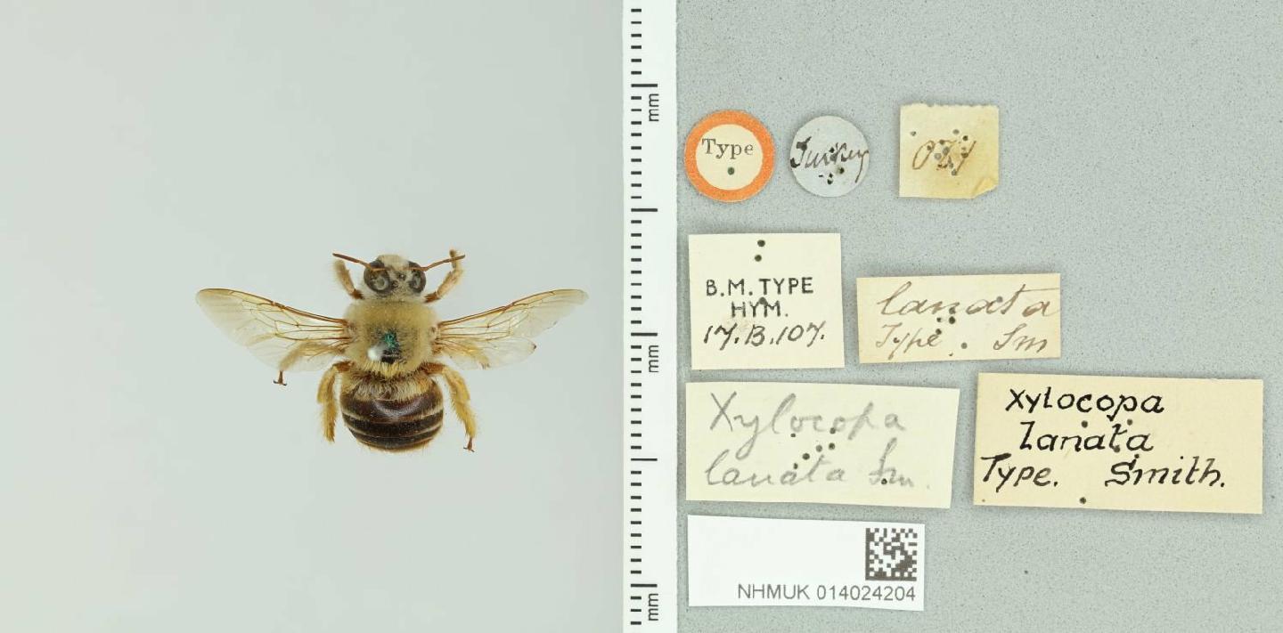 Xylocopa lanata