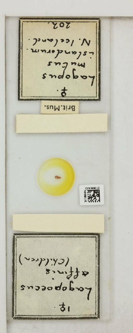 Lagopoecus affinis Children, 1836 - 010680833_816433_1430157