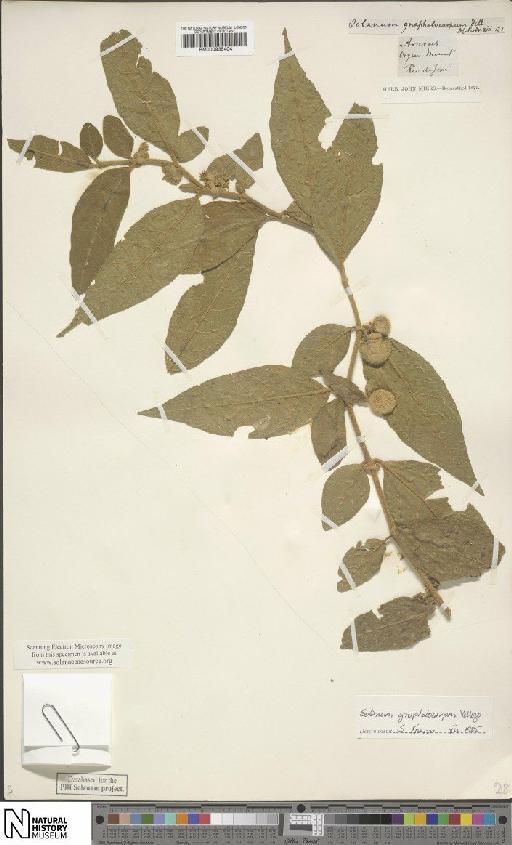 Solanum gnaphalocarpon Vell. - BM000935404