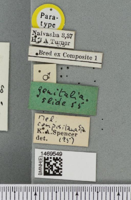 Melanagromyza compositana Spencer, 1959 - BMNHE_1469549_label_45204