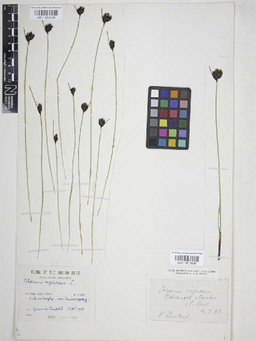 Schoenus nigricans L. - 013863895