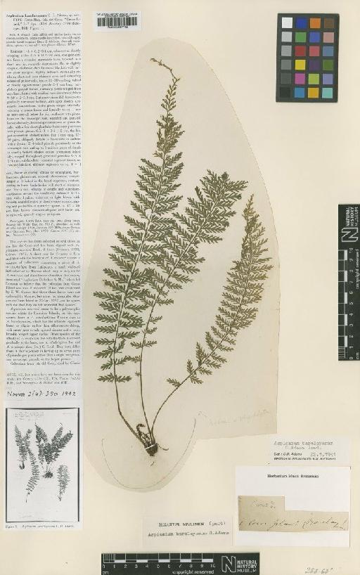 Asplenium barclayanum C.D.Adams - BM000937760