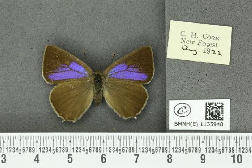 Neozephyrus quercus ab. bellus-obsoletus Tutt, 1907 - BMNHE_1135948_94045