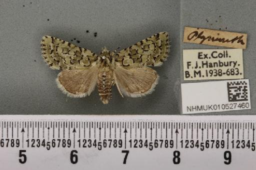 Nyctobrya muralis (Forster, 1771) - NHMUK_010527460_581287