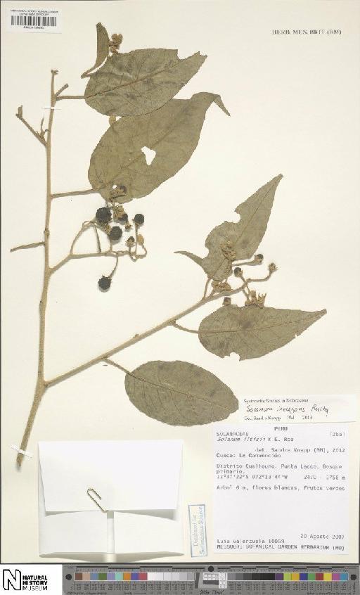 Solanum inelegans Rusby - BM001120283