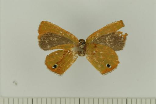 Chlorostrymon orbis Johnson & Smith, 1993 - Chlorostrymon orbis K.Johnson & D. Smith,1993. HT male BMNH(E) #982834 ventral1