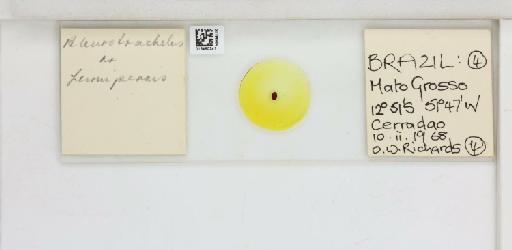 Crescentaleyrodes fumipennis Hempel, 1899 - 013480241_117713_1091775_157792_NonType
