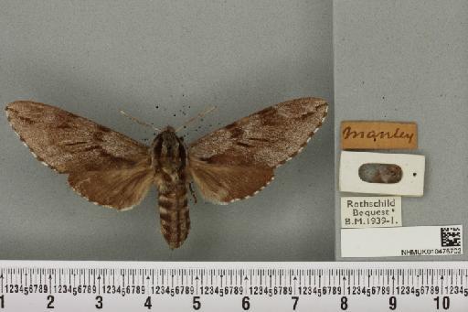 Sphinx pinastri Linnaeus, 1758 - NHMUK_010476702_534299