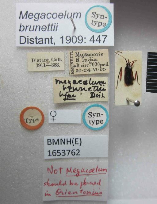 Megacoelum brunettii Distant, 1909 - Megacoelum brunettii-BMNH(E)1653762-Syntype female dorsal & labels