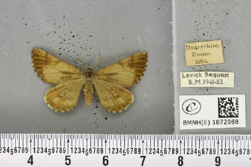 Bupalus piniaria (Linnaeus, 1758) - BMNHE_1872988_488896