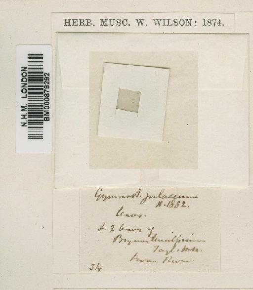 Aongstroemia julacea (Hook.) Mitt. - BM000879292