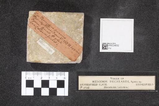 Mesodon bucklandi (Agassiz, 1833) - 010034952_L010041375_(1)