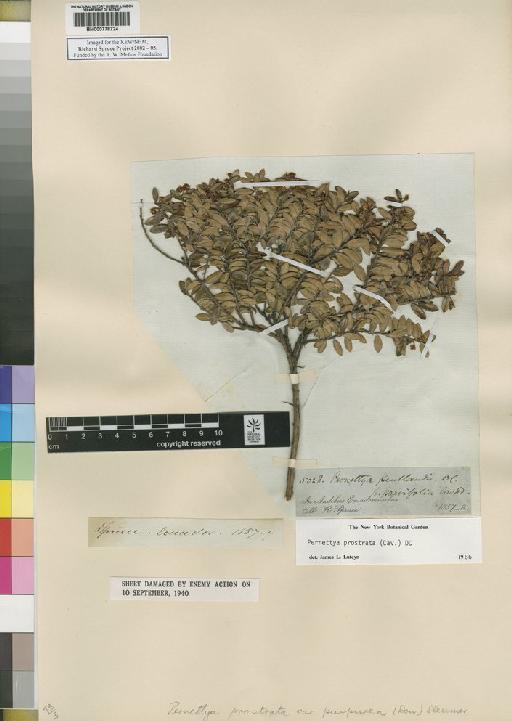 Pernettya prostrata (Cav.) DC. - Spruce - BM000778724