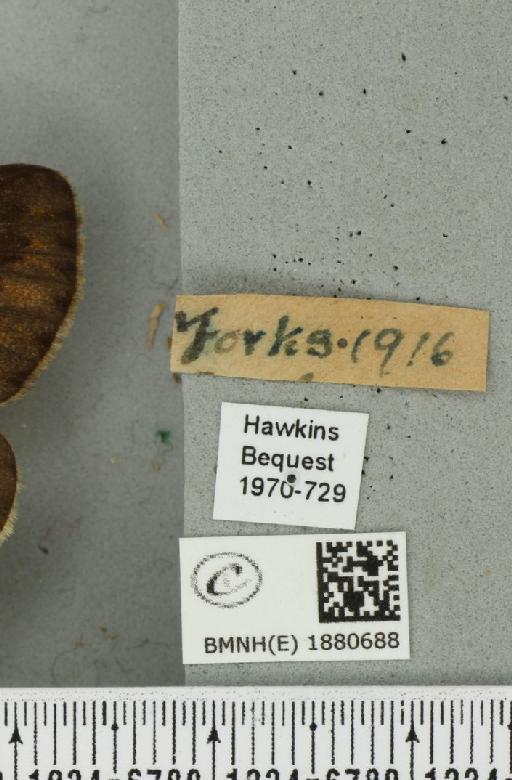 Abraxas grossulariata ab. pulchra Raynor, 1919 - BMNHE_1880688_label_451039