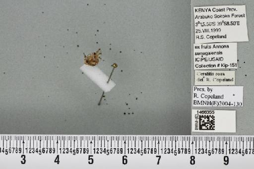 Ceratitis (Pterandrus) rosa Karsch, 1887 - BMNHE_1466355_26938