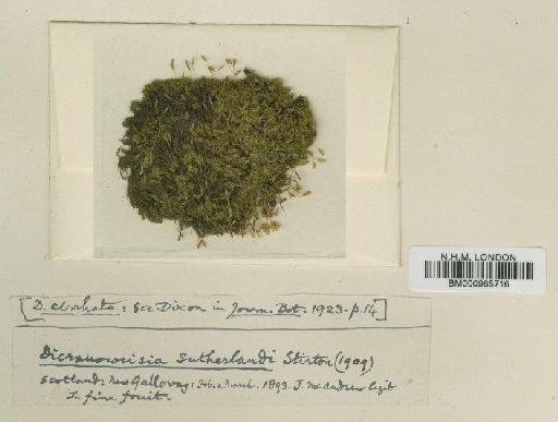 Dicranoweisia cirrata (Hedw.) Lindb. - BM000965716