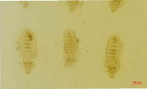 Gyropus lenti distinctus Werneck, 1948 - 010648993__2017_07_17-Scene-2-ScanRegion1