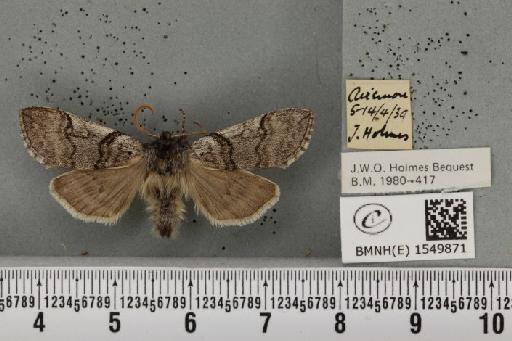 Achlya flavicornis scotica Tutt, 1888 - BMNHE_1549871_239529