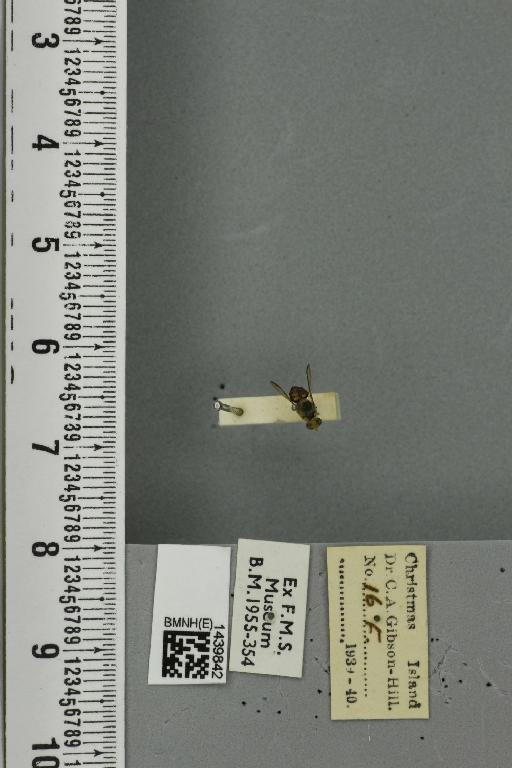 Bactrocera (Calodacus) calophylli (Perkins & May, 1949) - BMNHE_1439842_35005