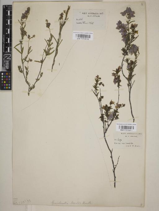 Guichenotia sarotes - BM013838447