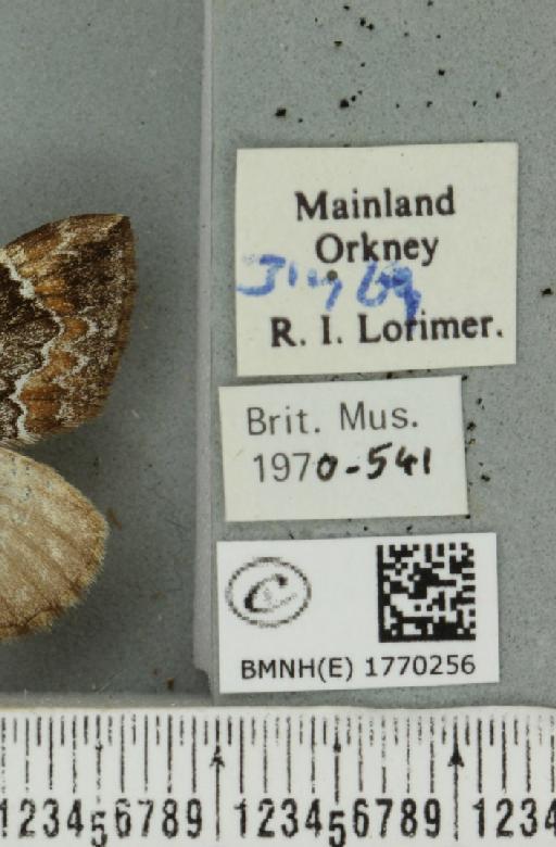 Dysstroma truncata truncata (Hufnagel, 1767) - BMNHE_1770256_label_351025