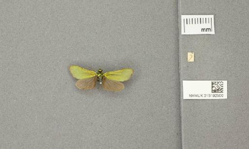 Adscita (Adscita) geryon Hübner, 1813 - 015192500_additional