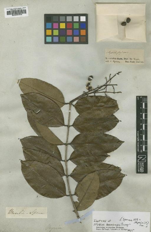 Myrcia barrensis O.Berg - BM000953639