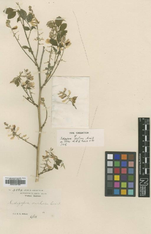 Indigofera dichroa Craib - BM000997244