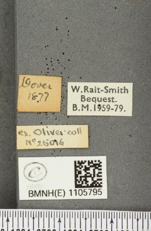 Issoria lathonia (Linnaeus, 1758) - BMNHE_1105795_label_17258