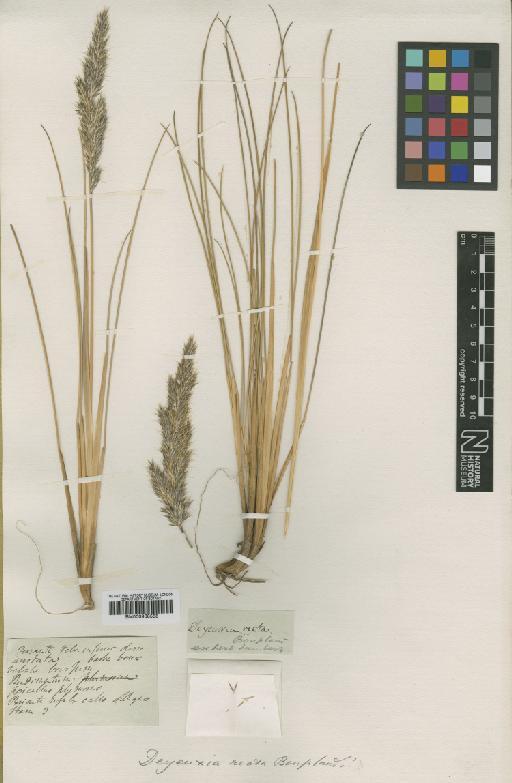 Calamagrostis recta (Kunth) Trin. ex Steud. - BM000938558