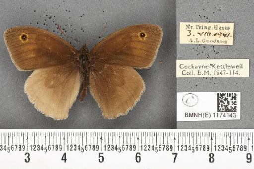 Maniola jurtina insularis ab. transformis Leeds, 1950 - BMNHE_1174143_39355
