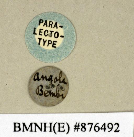 Apotrogia angolensis Kirby, 1900 - Apotrogia angolensis Kirby, 1900, female, paralectotype, labels. Photographer: Edward Baker. BMNH(E)#876492