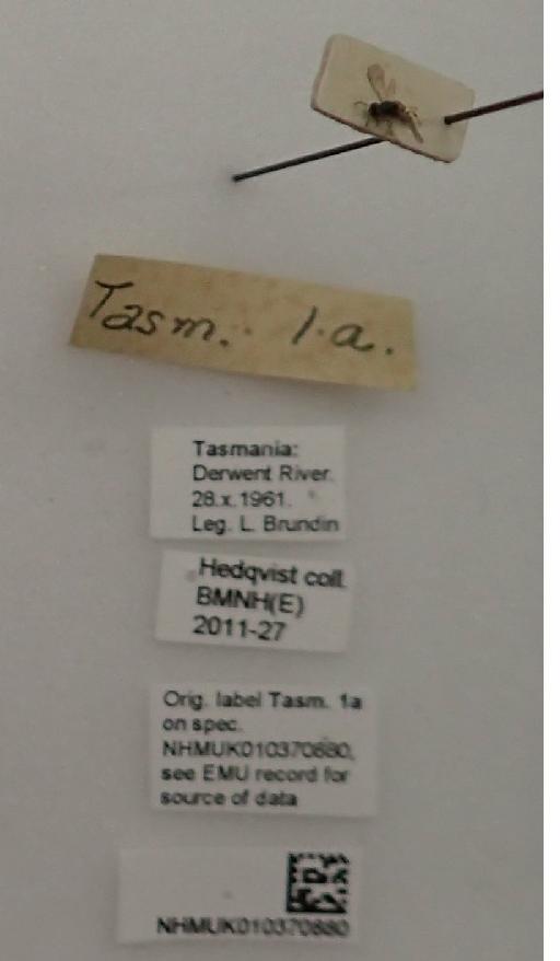 Pteromalidae Dalman, 1820 - Tasm 1a 010370880 labels