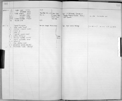 Tozeuma lanceolata Stimpson - Zoology Accessions Register: Crustacea: 1935 - 1962: page 195