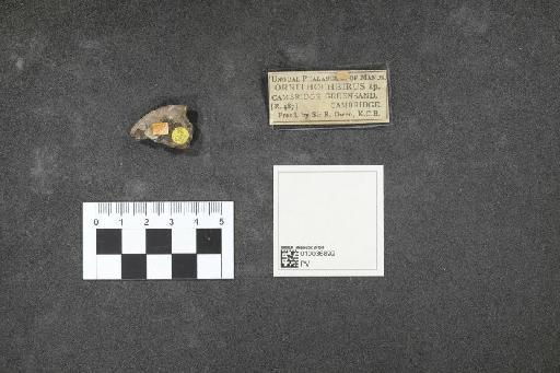 Ornithocheirus Seeley, 1870 - 010036892_L010092631