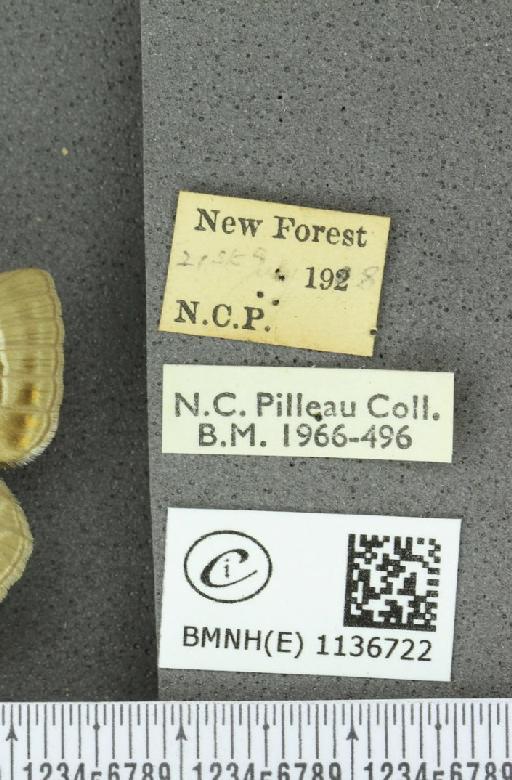 Neozephyrus quercus (Linnaeus, 1758) - BMNHE_1136722_label_94467