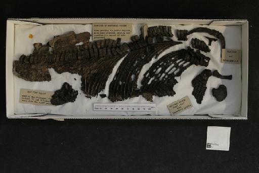 Ichthyosaurus communis De la Beche & Conybeare, 1821 - 010020008_L010040099_(2)
