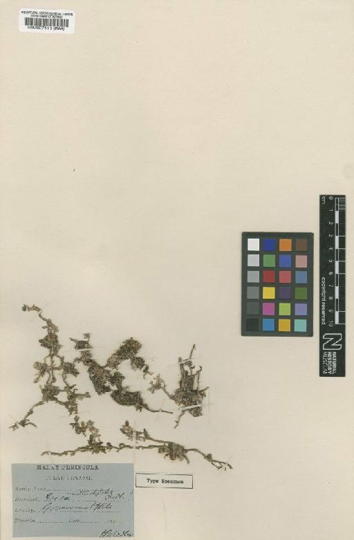 Trichotosia rotundifolia (Ridl.) Kraenzl. - BM000507111