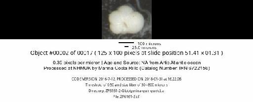 Turborotalita quinqueloba (Natland, 1938) - ZF6161-2-Globigerina-quinqueloba_obj00002_plane000.jpg