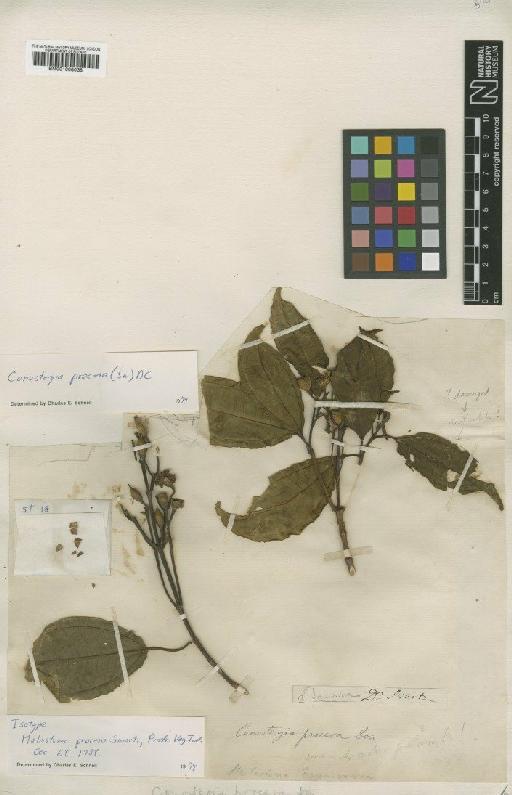 Conostegia procera (Sw.) DC. - BM001008038