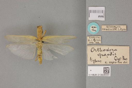 Orthodera gracilis Giglio-Tos, 1917 - 013805551_Orthodera_gracilis_Dorsal_habitus_with_labels_Syntype