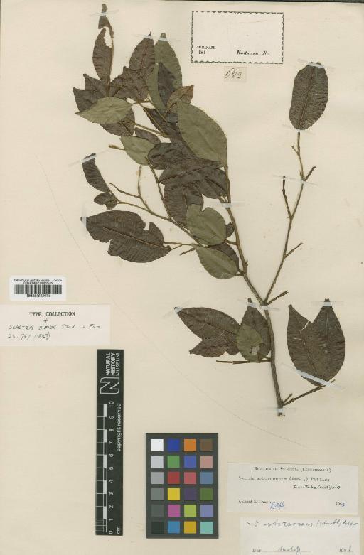 Swartzia arborescens (Aubl.) Pitter - BM000952074