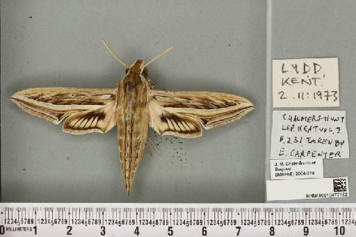 Hippotion celerio (Linnaeus, 1758) - NHMUK_010477182_534785