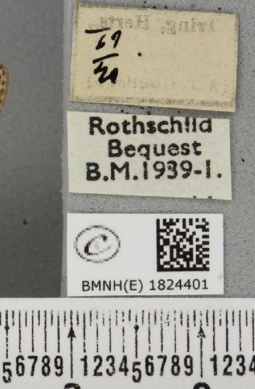 Eupithecia nanata (Hübner, 1813) - BMNHE_1824401_a_label_387156