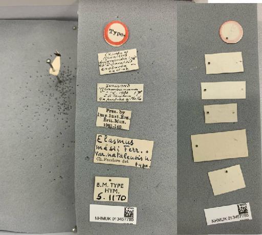 Elasmus masii natalensis Ferrière, 1931 - 013457785_Elasmus_masii natalensis_ST-F-5.1170_labels